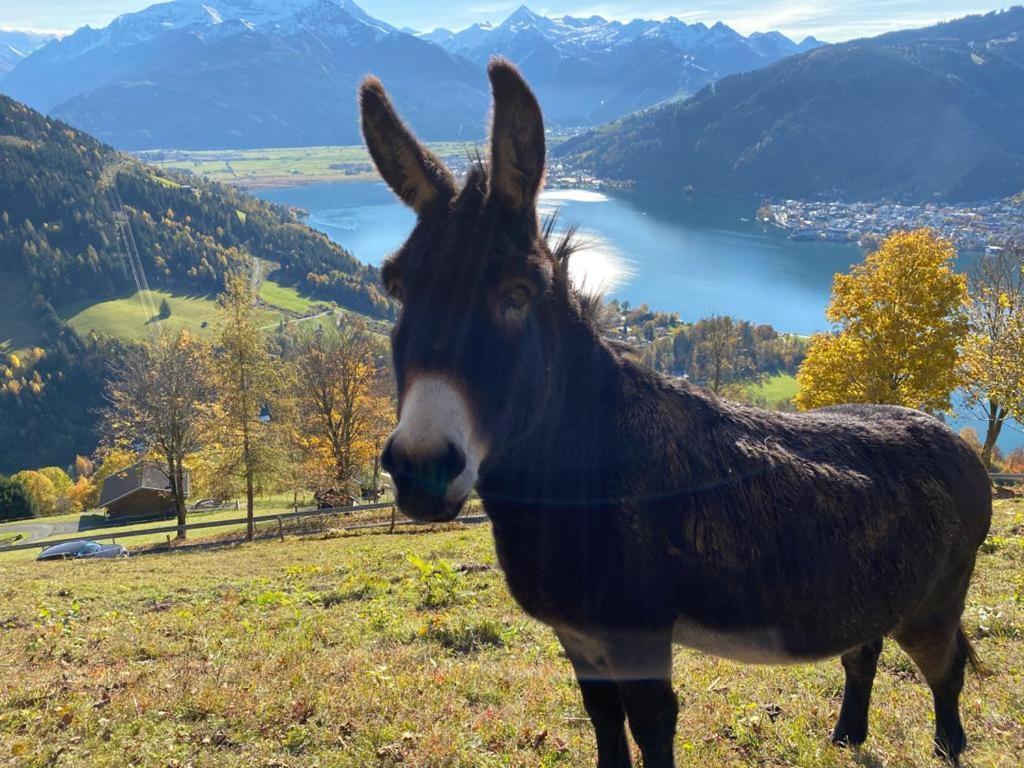 Appartement Harrer Zell am See Zewnętrze zdjęcie